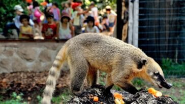 Bioparco di Roma