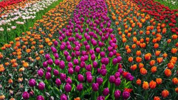 TuliPark Roma