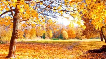 Roma in autunno