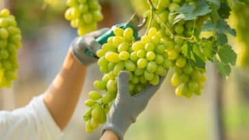 Vini romani vendemmia