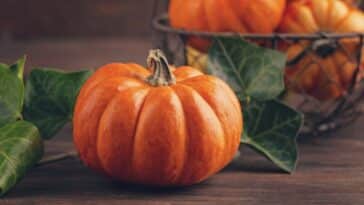 Zucca Roma