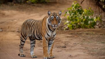 Giornata mondiale della fauna selvatica Bioparco Roma